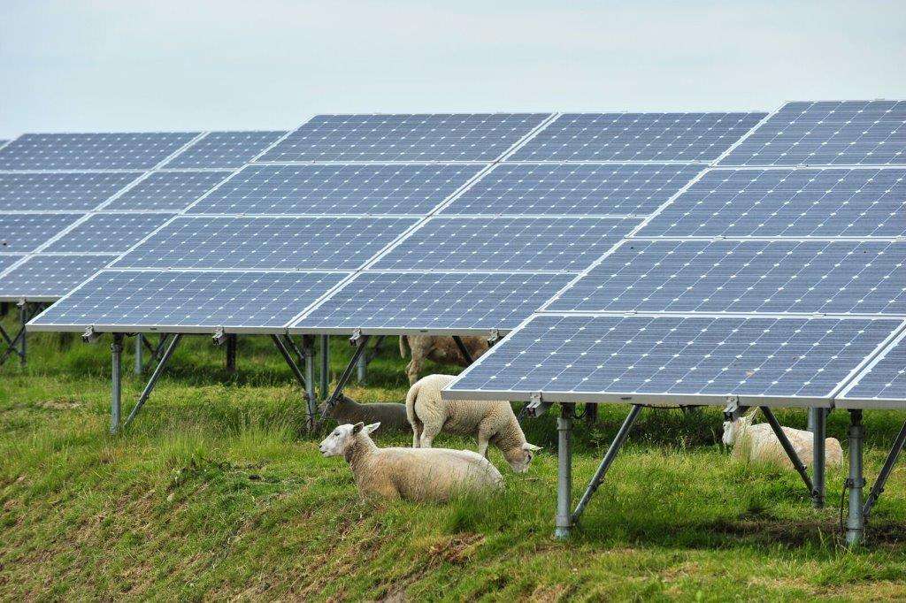 Titan-Energy_Solar-sheep_Connecticut
