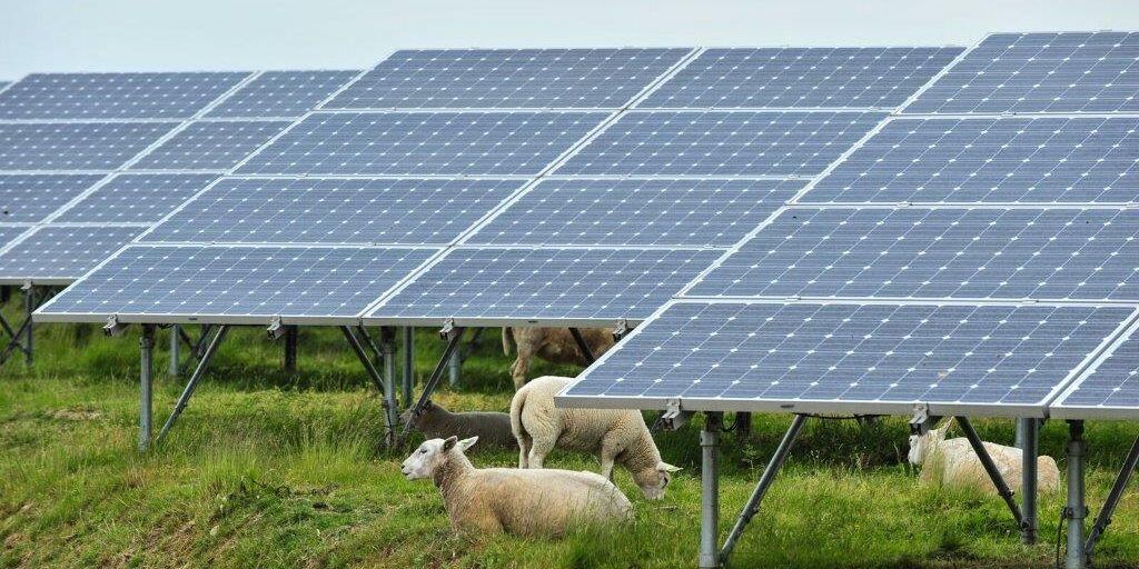 sheep grazing next to solar panels